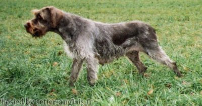 Griffon Korthals EMBRE DES ROCHES DE VOUISE Griffon Korthals EMBRE DES ROCHES DE VOUISE